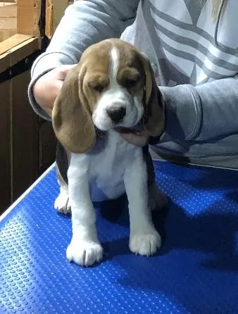 Beagle puppies