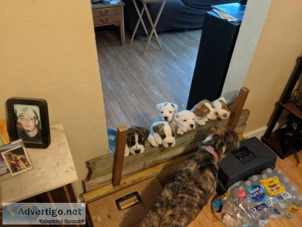 American Bulldog Puppies