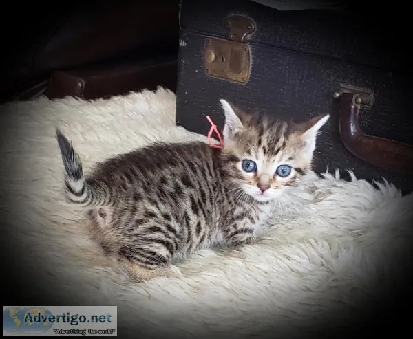 Munchkin- short legs