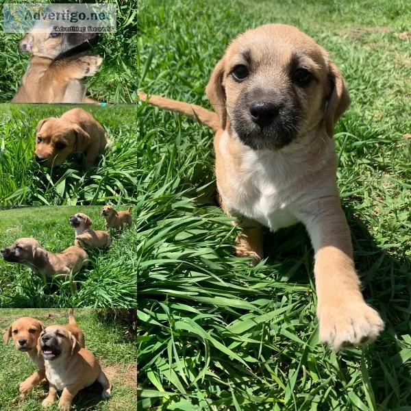 PoodleMinPin mix