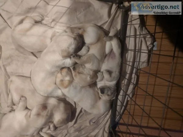 Pure breed yellow labs