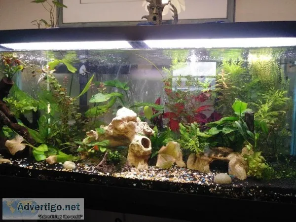 75 Gal planted Aquarium