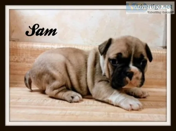 Sam Male AKC French Bulldog