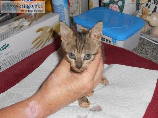 Kittens
