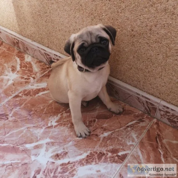 5pug puppy