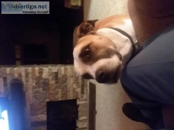 5 year old lab mix