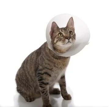Best Cat Spay Neuter Clinic in Mississauga