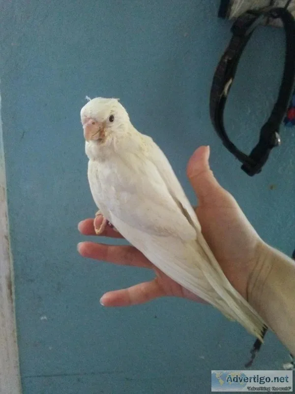 Cockatiel babies