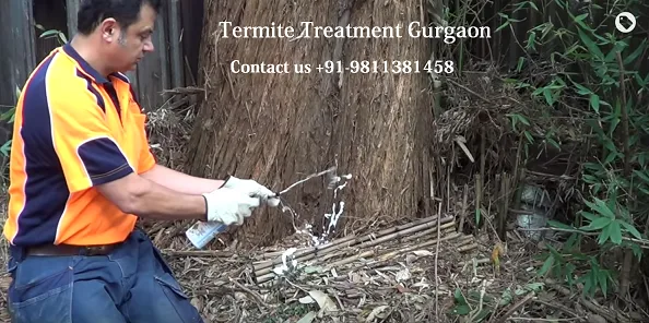 Rodent and Pest control Gurgaon call us 91-9811381458