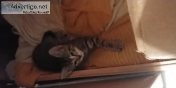 Kittens