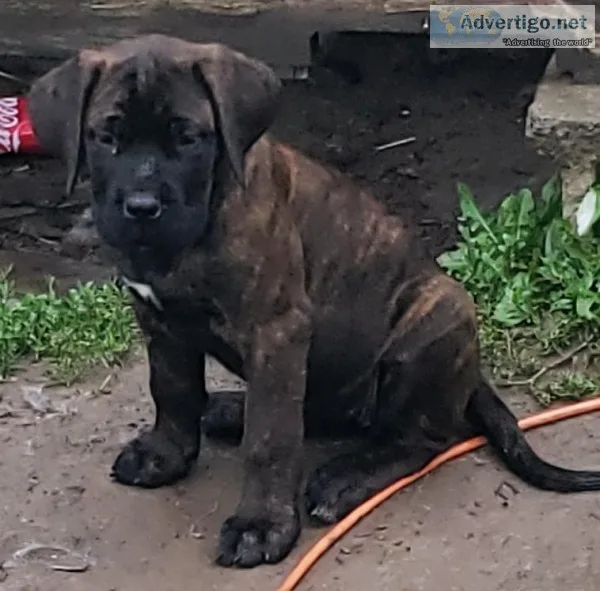 English mastiff