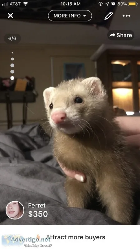 Ferret to good home