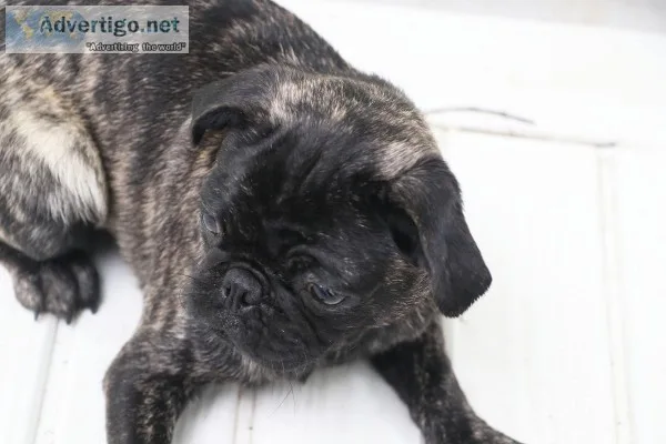 Pug Puppies black brindle and white