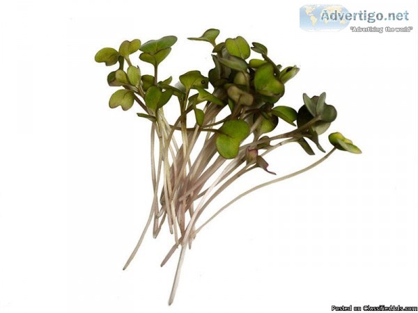 The best Broccoli Microgreens are here only at BloomingGreens