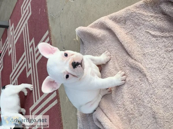 Female French Bulldogs