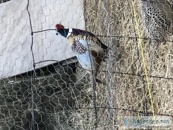 Ringneck Pheasant Chicks