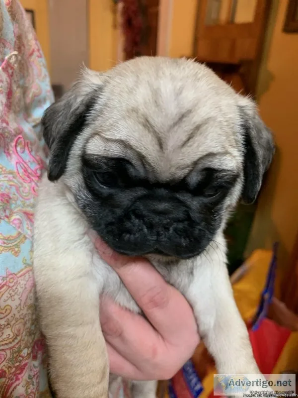 Male Pugs