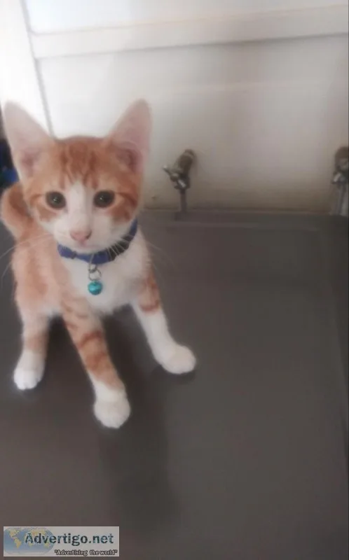 FREE 3 MONTH KITTENS