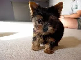 Yorkie puppy Female