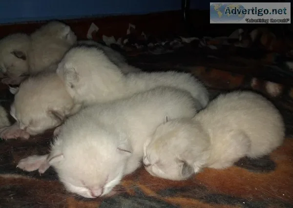 Siamese exotic persian kittens boys