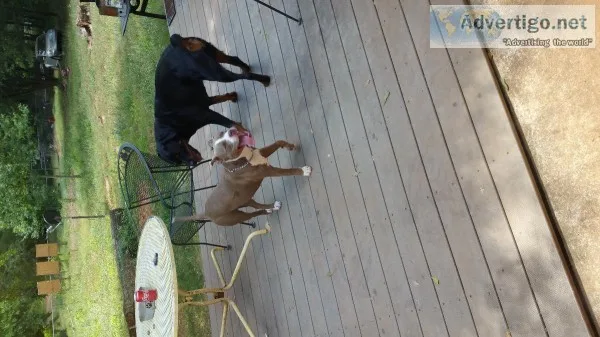 18 month old female pitbull