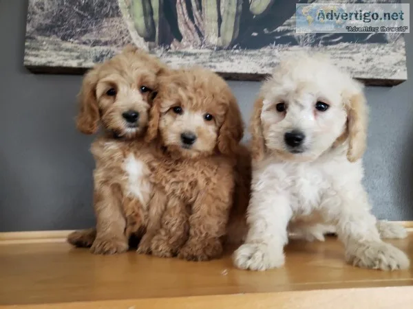 Gorgeous F1B Mini Goldendoodle Puppies