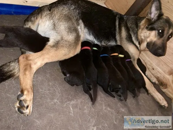 German Shepherd puppies