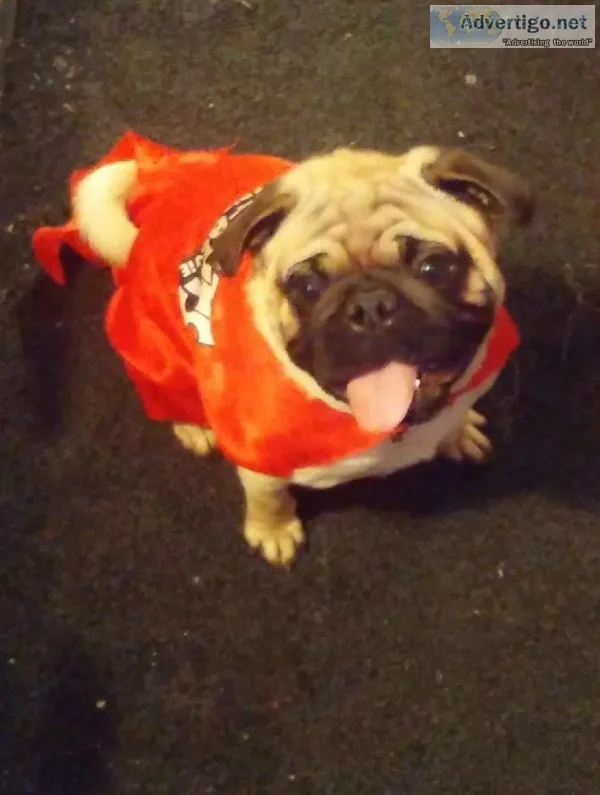 Breeding Pair- Registered Pugs