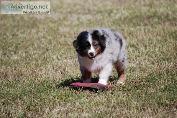 Miniature American Shepherd puppies