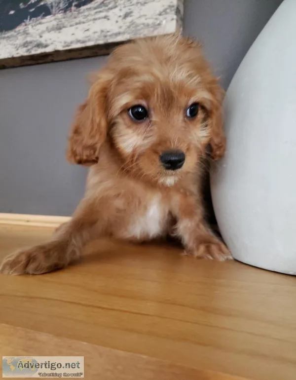 Beautiful Cavapoo (Cavalier King Charles and Poodle) Puppies