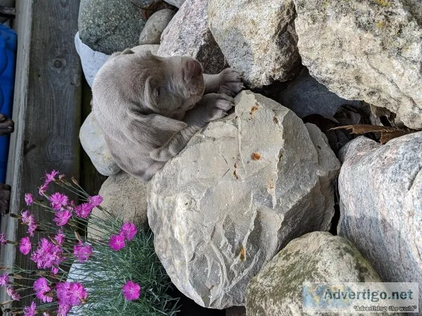 Weimaraner puppies