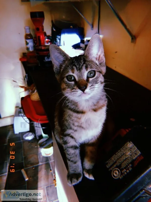 Kitten needs a home
