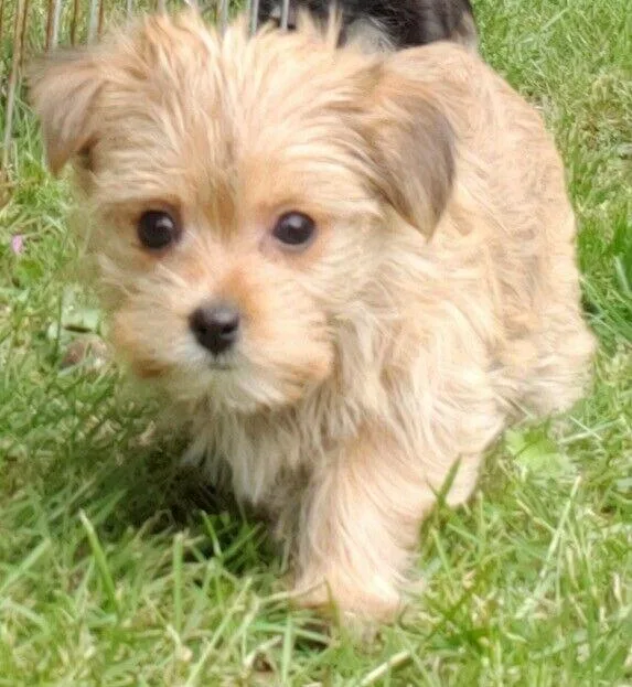 Wonderful Morkie baby&rsquos Multize Yorkie