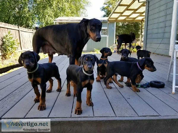 AKC Doberman Pinscher Puppies