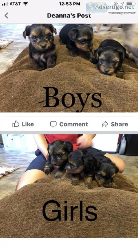 yorkie puppies