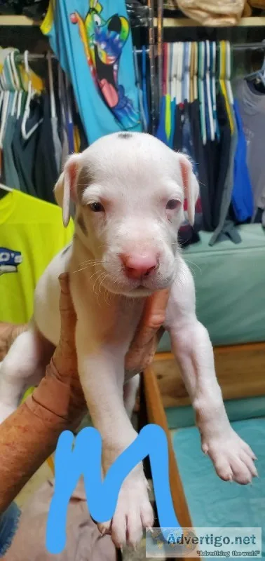 Harlequin Great Dane