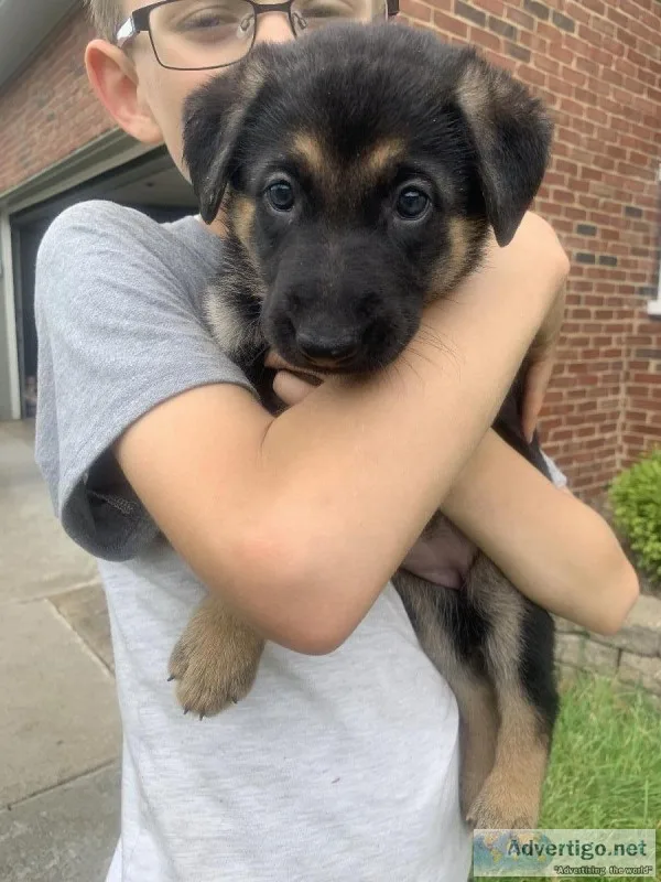 3 Female German Shepherd Puppies
