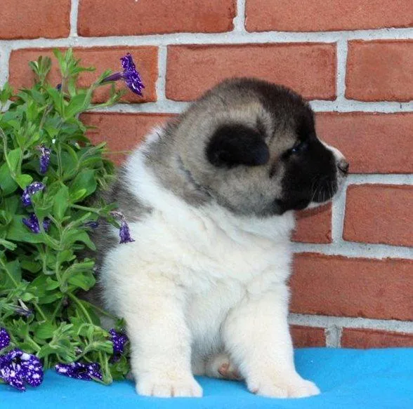 Beautiful Akita pups with magnificent personalities