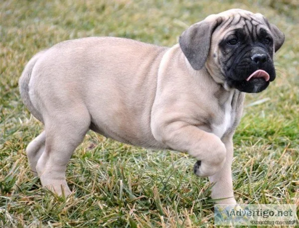 Bull-mastiff puppies for approved homes