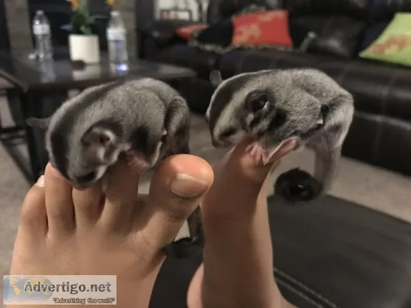 Sugar gliders (male and female)
