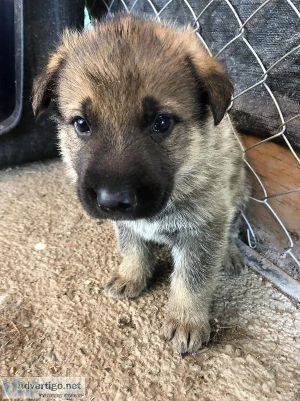 German shepherd