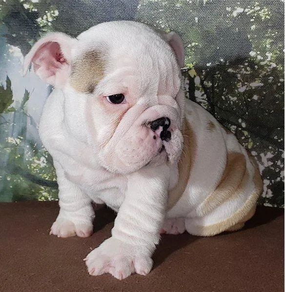 English Bulldog puppies