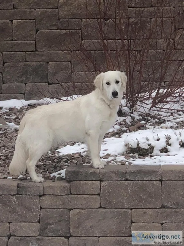 English Cream Golden Retreiver