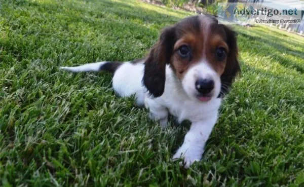 Dachshund puppies forgood homes.