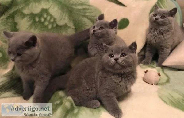 gleaming Gorgeous Chunky British Shorthair Kittens