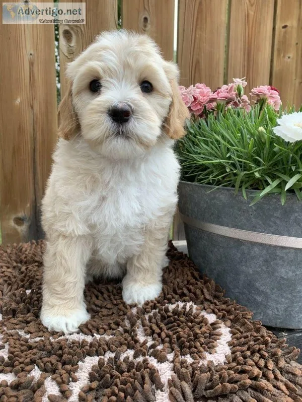 Multi-gen Australian Labradoodle Puppies