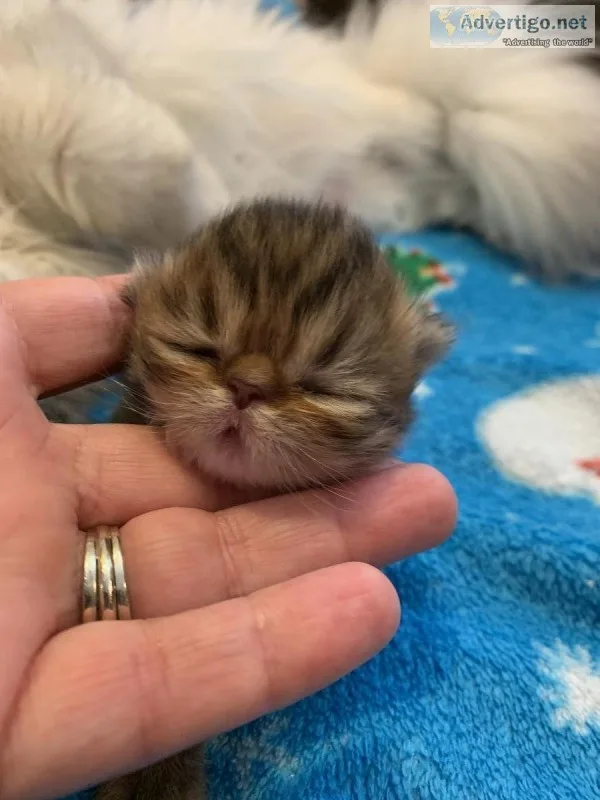 Exotic Persian Kittens