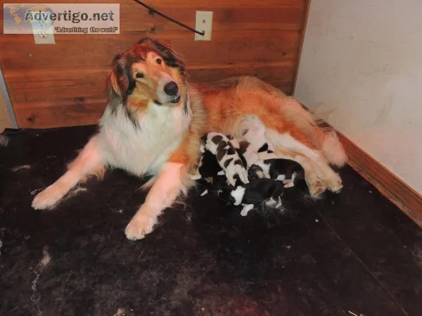 7 Rough Collie PuppiesTri sSableWhite Factored Sables