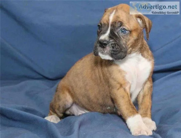 Boxer puppies