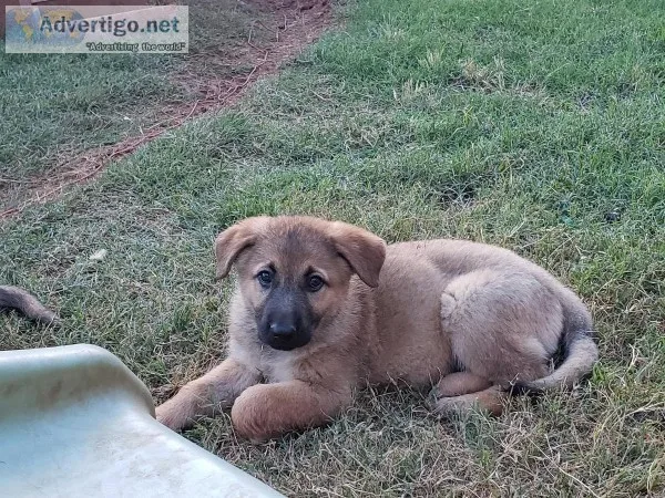 CKC registered German Shepherd